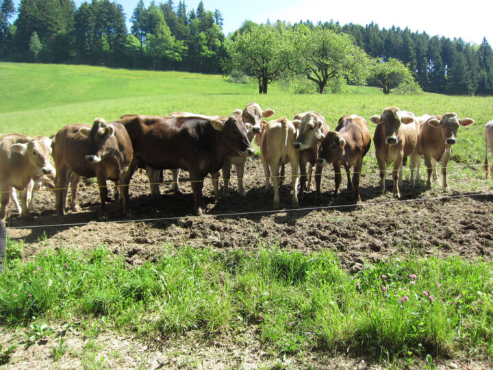 PfiLa 2012: Stufe Tiberias